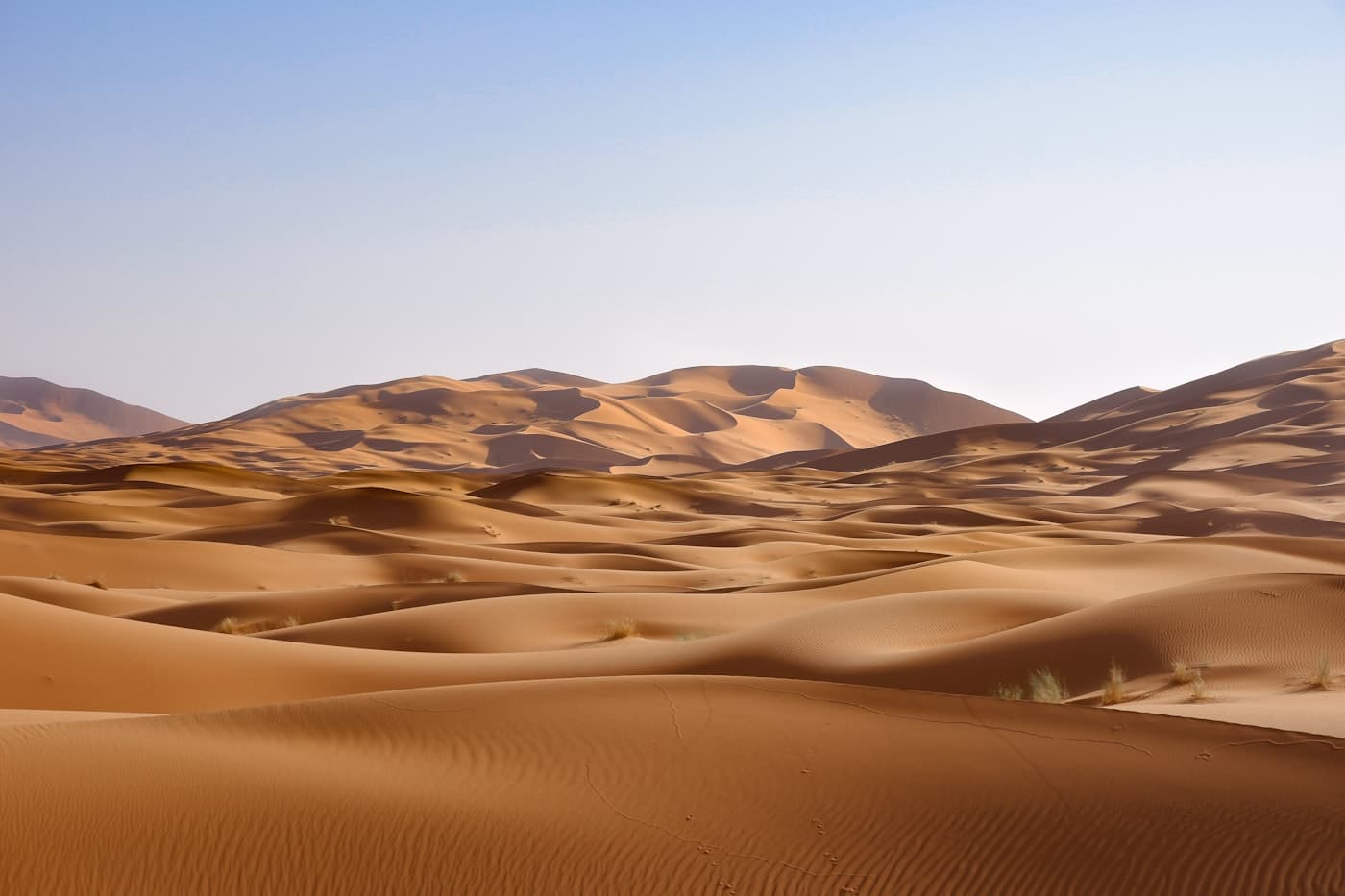 A guide leading camels across sunlit Saharan dunes