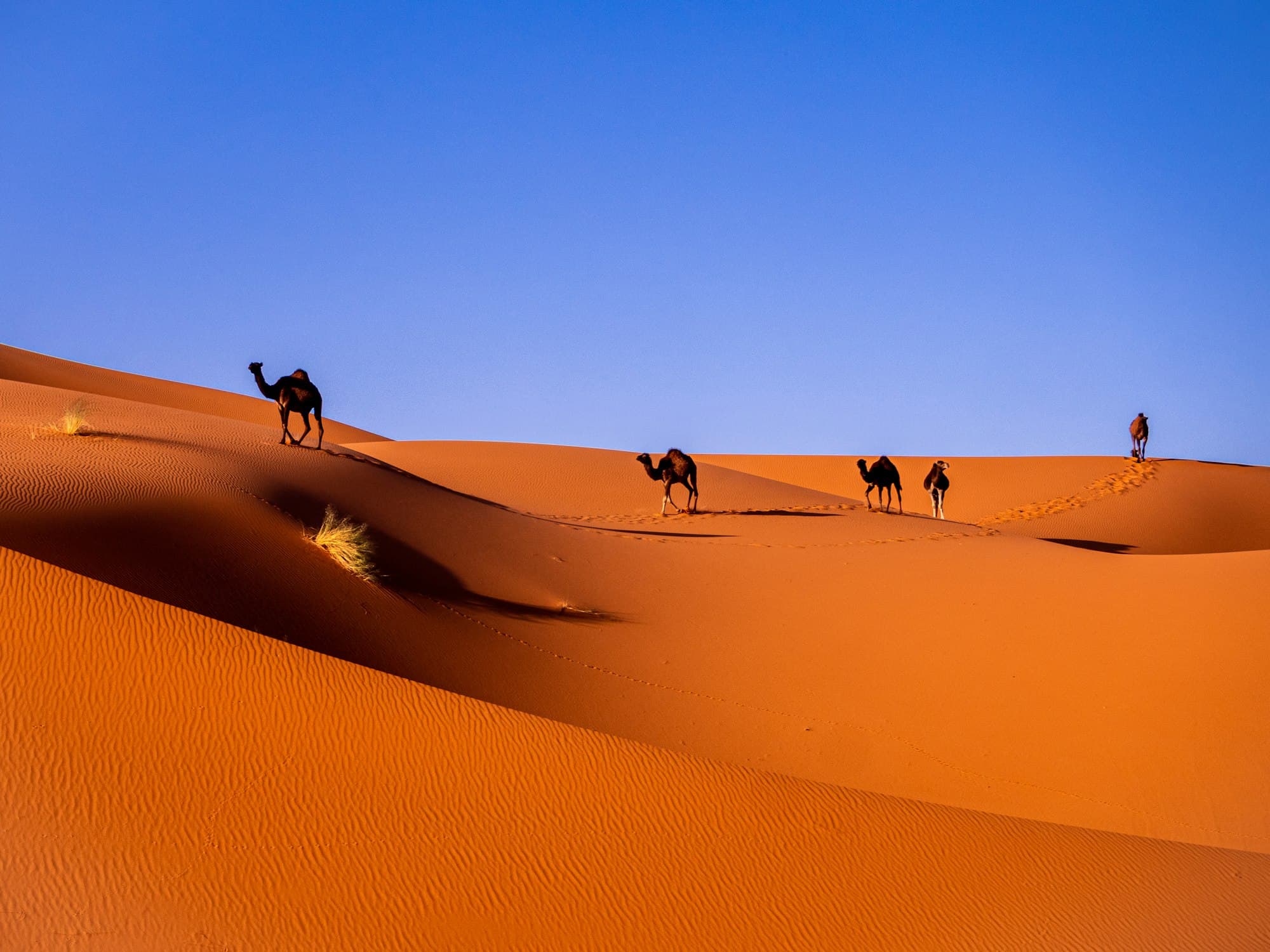 A camel caravan crossing the red dunes of Erg Chebbi at golden hour